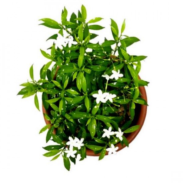Tagar Mini Plant - Crape Jasmine, Tabernaemontana, Chandani plant
